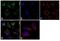 Transthyretin antibody, LF-MA0174, Invitrogen Antibodies, Immunofluorescence image 