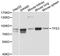 Transcription Factor Binding To IGHM Enhancer 3 antibody, STJ25823, St John