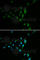 CPT2 antibody, A2876, ABclonal Technology, Immunofluorescence image 