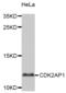 Cyclin Dependent Kinase 2 Associated Protein 1 antibody, PA5-76593, Invitrogen Antibodies, Western Blot image 