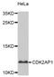 Cyclin Dependent Kinase 2 Associated Protein 1 antibody, PA5-76593, Invitrogen Antibodies, Western Blot image 