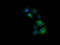 Tripartite Motif Containing 38 antibody, M10133, Boster Biological Technology, Immunofluorescence image 