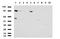 MutL Homolog 1 antibody, LS-C796941, Lifespan Biosciences, Western Blot image 