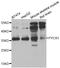 Pyrroline-5-Carboxylate Reductase 1 antibody, LS-C349001, Lifespan Biosciences, Western Blot image 