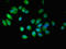 Epsin 3 antibody, orb400364, Biorbyt, Immunofluorescence image 