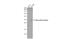 Elastase, Neutrophil Expressed antibody, GTX113175, GeneTex, Western Blot image 