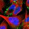 Radixin antibody, HPA000763, Atlas Antibodies, Immunofluorescence image 