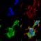 Serine/threonine-protein kinase PINK1, mitochondrial antibody, SMC-450D-FITC, StressMarq, Immunofluorescence image 