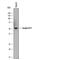 Serpin Family A Member 11 antibody, MAB8236, R&D Systems, Western Blot image 