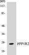 Protein Phosphatase 1 Regulatory Inhibitor Subunit 2 antibody, EKC1483, Boster Biological Technology, Western Blot image 