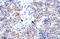 HIV-1 Tat Interactive Protein 2 antibody, 27-700, ProSci, Western Blot image 