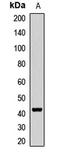 General Transcription Factor IIIA antibody, orb412722, Biorbyt, Western Blot image 