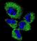 Ubiquitin C-Terminal Hydrolase L1 antibody, abx031534, Abbexa, Western Blot image 