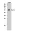 RAD18 E3 Ubiquitin Protein Ligase antibody, A01622, Boster Biological Technology, Western Blot image 