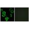 Coenzyme Q8B antibody, PA5-49869, Invitrogen Antibodies, Immunofluorescence image 