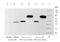 Mitogen-Activated Protein Kinase Kinase 2 antibody, ab69502, Abcam, Western Blot image 