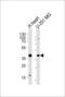 AKT Interacting Protein antibody, 60-501, ProSci, Western Blot image 