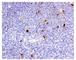 Immunoglobulin Heavy Constant Alpha 1 antibody, ab124716, Abcam, Immunohistochemistry paraffin image 