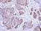 Calsequestrin 2 antibody, LS-C185748, Lifespan Biosciences, Immunohistochemistry frozen image 