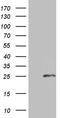 Calcium-binding protein p22 antibody, TA810158, Origene, Western Blot image 