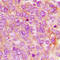 Interferon Induced With Helicase C Domain 1 antibody, LS-C353529, Lifespan Biosciences, Immunohistochemistry frozen image 