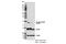 Eukaryotic Translation Initiation Factor 4E Binding Protein 1 antibody, 13396S, Cell Signaling Technology, Western Blot image 