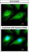 OTU Deubiquitinase, Ubiquitin Aldehyde Binding 1 antibody, GTX101973, GeneTex, Immunocytochemistry image 