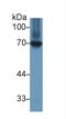 Heat Shock Protein Family A (Hsp70) Member 8 antibody, LS-C303732, Lifespan Biosciences, Western Blot image 