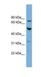 Tubulin Alpha 8 antibody, orb326181, Biorbyt, Western Blot image 