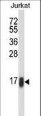 Ras Homolog Family Member C antibody, LS-C162595, Lifespan Biosciences, Western Blot image 