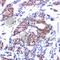 ETS Transcription Factor ELK1 antibody, AP0345, ABclonal Technology, Immunohistochemistry paraffin image 