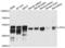 p53 antibody, LS-C334297, Lifespan Biosciences, Western Blot image 
