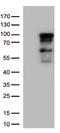 Zinc Finger Protein 226 antibody, LS-C793115, Lifespan Biosciences, Western Blot image 