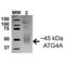 Autophagy Related 4A Cysteine Peptidase antibody, LS-C776099, Lifespan Biosciences, Western Blot image 