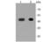 N-Myc Downstream Regulated 1 antibody, NBP2-66969, Novus Biologicals, Western Blot image 