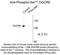 DGCR8 Microprocessor Complex Subunit antibody, NBP2-29530, Novus Biologicals, Western Blot image 