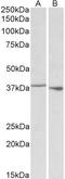 Poly(RC) Binding Protein 1 antibody, LS-C139682, Lifespan Biosciences, Western Blot image 