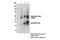 Sphingosine Kinase 1 antibody, 12071S, Cell Signaling Technology, Immunoprecipitation image 