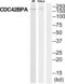 CDC42 Binding Protein Kinase Alpha antibody, abx015166, Abbexa, Western Blot image 