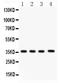 PBK/TOPK antibody, LS-C357499, Lifespan Biosciences, Western Blot image 