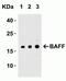 TNF Superfamily Member 13b antibody, NBP1-76843, Novus Biologicals, Western Blot image 