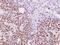 Aly/REF Export Factor antibody, LS-C186335, Lifespan Biosciences, Immunohistochemistry paraffin image 