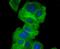 Eukaryotic Translation Initiation Factor 2 Alpha Kinase 4 antibody, NBP2-66865, Novus Biologicals, Immunofluorescence image 