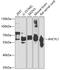 Adenosylhomocysteinase Like 1 antibody, GTX32996, GeneTex, Western Blot image 