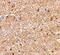 Reticulon 4 antibody, GTX85448, GeneTex, Immunohistochemistry paraffin image 