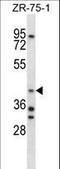 Aryl Hydrocarbon Receptor Interacting Protein antibody, LS-C156197, Lifespan Biosciences, Western Blot image 