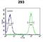 WD Repeat Domain 11 antibody, abx032595, Abbexa, Western Blot image 