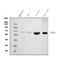 Polypyrimidine Tract Binding Protein 2 antibody, M05020-1, Boster Biological Technology, Western Blot image 