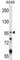 Glutamate Ionotropic Receptor Kainate Type Subunit 2 antibody, abx028048, Abbexa, Western Blot image 