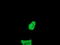 Fetal and adult testis-expressed transcript protein antibody, LS-C174246, Lifespan Biosciences, Immunofluorescence image 